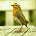 Robin Crisp Photo 2