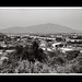 Pui Yuen Photo 10
