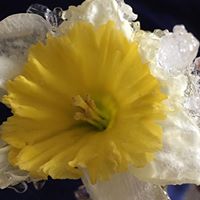Linda Vadnais Photo 8