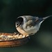Sylvia Sharp Photo 31