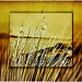 A Reed Photo 25