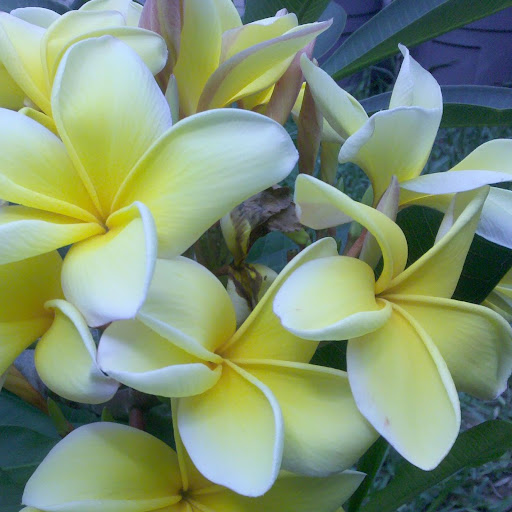 Judy Garrison Photo 2