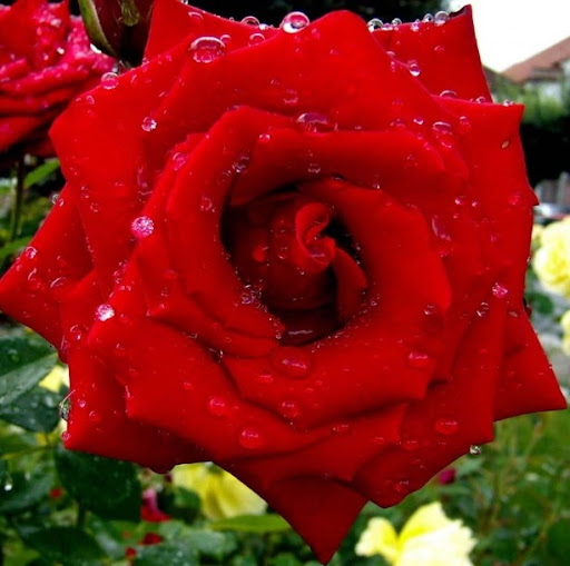 Norma Rosa Photo 35
