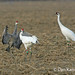Colleen Becker Photo 25