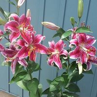 Debra Sherman Photo 31