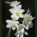 Lisa Webster Photo 14