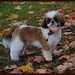 Max Maples Photo 1