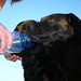 Jessie Bear Photo 16