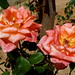Rosa Conrad Photo 6