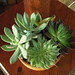 Vickie Plant Photo 3