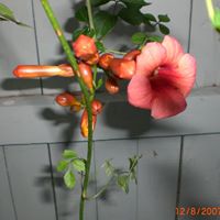 Lisa Peltier Photo 17