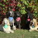Dianne Gray Photo 30
