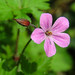 Robert Flowers Photo 13