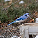 Jay Horner Photo 31