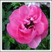 Sherry Flowers Photo 21