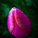 Cherie Sharp Photo 7
