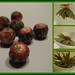 Jasmine Craft Photo 7