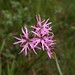 Robbin Flowers Photo 3