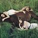 Deanna Peace Photo 11
