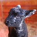 Cordelia Lamb Photo 3