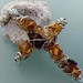 Amber Cross Photo 37