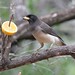 Jay Brown Photo 20