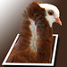 Marlene Bird Photo 20