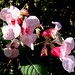 John Weed Photo 35