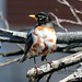 George Robins Photo 22