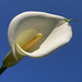 Nell Bloom Photo 3