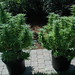 Danny Weed Photo 26