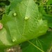 Susan Gall Photo 16