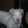 Ann Dillard Photo 28