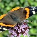 Vanessa Cross Photo 25