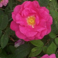 Mary Wetherbee Photo 4