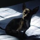 Daisy Bell Photo 8
