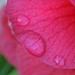 Camellia Jenkins Photo 7