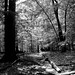 Frederick Wood Photo 20