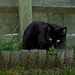 Ronnie Shell Photo 7