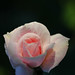 Shawn Rose Photo 16