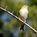 Cynthia Bird Photo 24