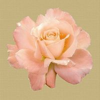 Rene Reine Photo 9