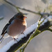 Noel Pinson Photo 6