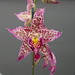 Patricia Mccully Photo 20