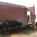 Muhammad Ashfaq Photo 18