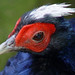 Edward Franz Photo 12