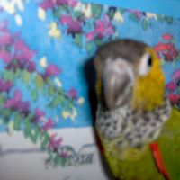 Alice Hackett Photo 11