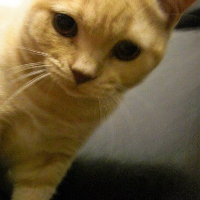Man Lui Photo 13