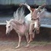 Susan Ragan Photo 12