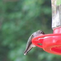 Debra Taylor Photo 11